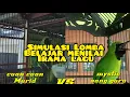 Download Lagu Cucak Ijo Tarung Full Bongkar Isian Kapas Tembak, Nembak Rapat Full Emosi.