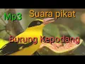 Download Lagu Mp3 Suara pikat burung kepodang