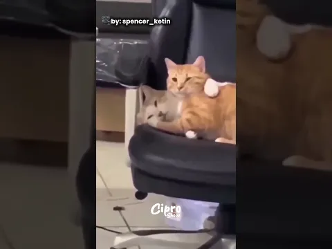 Estos gatitos se quieren demasiado #humor