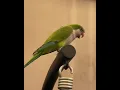 Download Lagu the monk parakeet talk with human