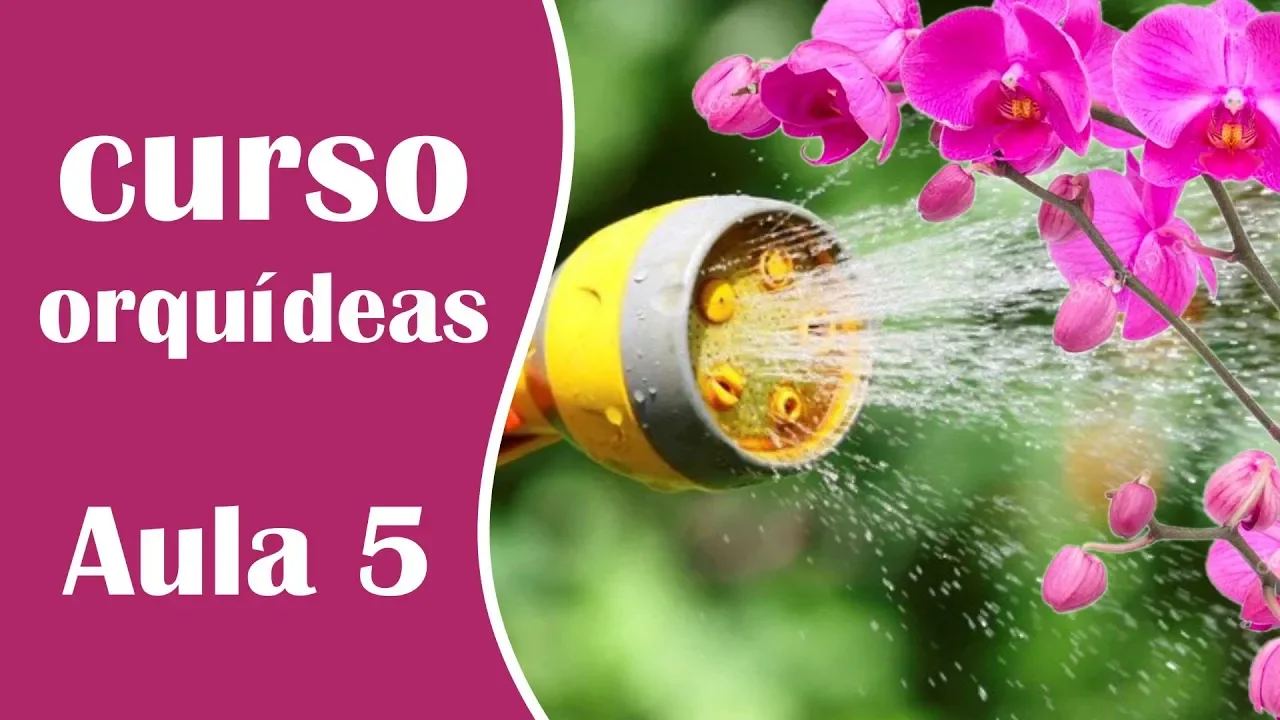 MINICURSO DE COMO CUIDAR DE ORQUÍDEAS AULA 5 DICAS SOBRE A REGA