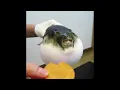 Pufferfish Eating Carrot 2