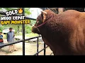 Lagu Baru Turun Langsung Sold 🔥 Kontes Sapi Jumbo, Dibeli Sohibul Qurban Dari Bekasi, Target 1 TON UP
