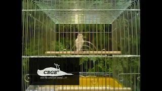 inilah kenari rusia yang langka dan banyak dicari