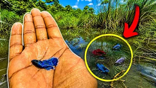 Nos han ENGAÑADO con los BETTAS de estas lagunas 😱