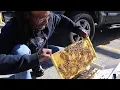 Beekeeping Behind Bars Inmates Raise Bees at Cook County Jail