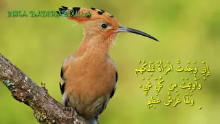 وتفقد الطير فقال مالي لا ارى الهدهد من الغائبين  سورة النمل   سعيد الخطيب دندنها