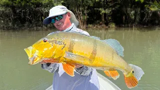 GIANT PEACOCK BASS FISHING