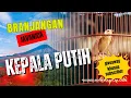 Download Lagu BRANJANGAN JAVANICA BLOROK KEPALA PUTIH, SUARA TRUCUKAN, KUTILANG, GEREJA, BAGI SAYA TETAP INDAH..!!