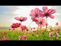 Download Lagu Surah At - Tawbah [40] by Abdul Rahman Mossad