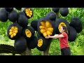 Download Lagu Harvesting Cracked Black Jackfruit – Sold Out Fast as Curious Crowds Rush to Buy at Village Market