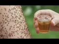 Just 3 drops and the fleas are gone Stronger than a ton of poison
