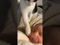 Download Lagu Cat and Baby #cat #animals #funnycats #funny #cute #cuteanimals #cutecat #kitten