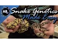 Snake Genetics Made Simple SnakeBytesTV AnimalBytesTV