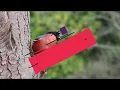 Sundanese Ethnic Flute zither Music & Water Sounds, Birds Chirping | Lovebird, Nightingale, Canary
