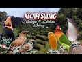 Download Lagu Kecapi Suling \u0026 Suara Air - Lovebird/Sikatan Londo/Kapas Tembak/Kenari/Tengkek Buto/Gereja