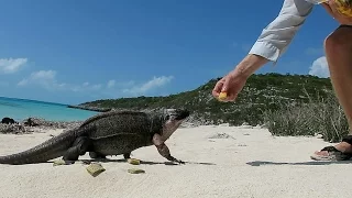 Feeding Wild Rock Iguanas At Bitter Guana Cay | Sailboat Story 42