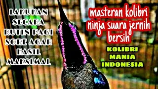 Download MASTERAN KOLIBRI NINJA CUKUP 10 MENIT RUTIN PAGI SORE | INDONESIAN BIRD SOUND | KOLIBRI BIRD MP3