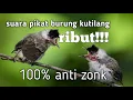 Lagu suara pikat burung kutilang ribut!//100% anti zonk.