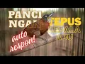 Download Lagu Pancingan tepus kepala abu//masteran//murai batu masteran MP3
