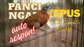 pancingan tepus kepala abu masteran murai batu masteran