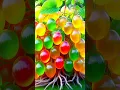 Lagu easy and fast techniques for propagating and growing goldenberry fruit trees #garden #fruits