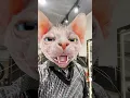 Download Lagu Cat lafing 😂|Akamage - Remix #trending #trendingshorts #shortvideo #shorts #short #youtubevideos