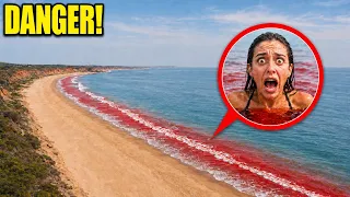 If you see THIS in the Ocean, Don't swim and stay back! (it's bad)