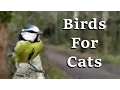 Download Lagu Videos For Cats To Watch - AWESOME One Hour of Birds Coming and Going
