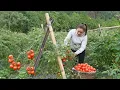 Lagu End of Season Tomato Harvest and Preparing Nutritious Feed for Farm Pigs