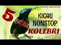 Download Lagu FULL 5 JAM NONSTOP KICAU BURUNG KOLIBRI NINJA SANGAT COCOK BUAT PANCINGAN BURUNG KESAYANGAN ANDA