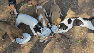 God Gift Dog vlogs