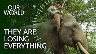 Following the Last Wild Sumatran Elephants (4K Documentary)