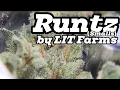 Runtz Smalls - LIT Farms