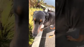 She hates the camera lol ! #Fyp #Doberman #pets