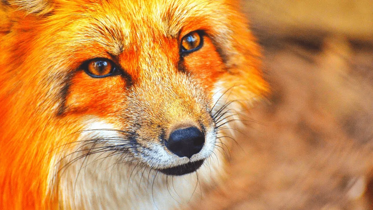 Distant Fox Calls and Barks|Fox sound Distant Fox Calls and Barks|Fox sound