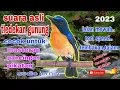 Download Lagu SUARA ASLI TLEDEKAN GUNUNG GACOR UNTUK MASTERAN PANCINGAN DAN PIKATAN