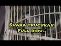 Download Lagu TRUCUKAN RIBUT KETAKUTAN || SANGAT EFEKTIF UNTUK PIKAT DI HUTAN
