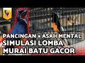 Download Lagu SIMULASI LOMBA MURAI BATU GACOR BANYAK ISIAN