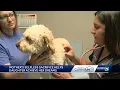 Adair County veterinarian credits her mother for helping her achieve the American dream