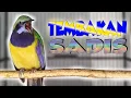 Download Lagu MASTERAN CUCAK CUNGKOK ISTIMEWA , ISIAN KASAR TAJAM RAPAT