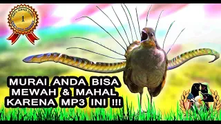 Download Masteran Murai Gacor Paling EDANNN !!! MP3