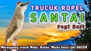 suara trucukan ropel santai pagi hari cocok untuk masteran dan pancingan trucuk agar bunyi gacor