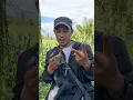 Download Lagu mikat burung ciblek di markasnya panen banyak #birds #shorts