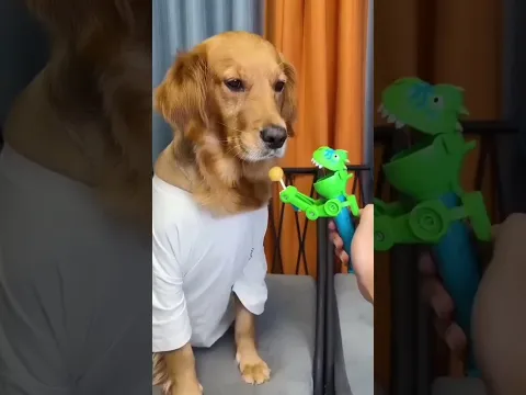 secrets of golden retriever
