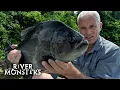 The ULTIMATE PIRANHA Compilation | River Monsters
