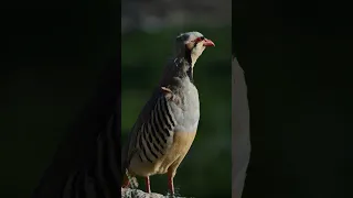                                                                دندنها