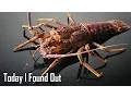 Can Lobsters Really Not Die of Old Age