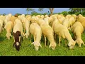 Download Lagu LAGU ANAK KAMBING SAYA - HAPPY CACA MARICCA