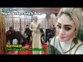 Download Lagu Kurela [Cipt. Murad Harris] Cover by Neta Bolly - Pengukiran Raya Jakarta Barat